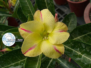 (image for) Adenium Obesum \'New Yellow\' x 5 Seeds
